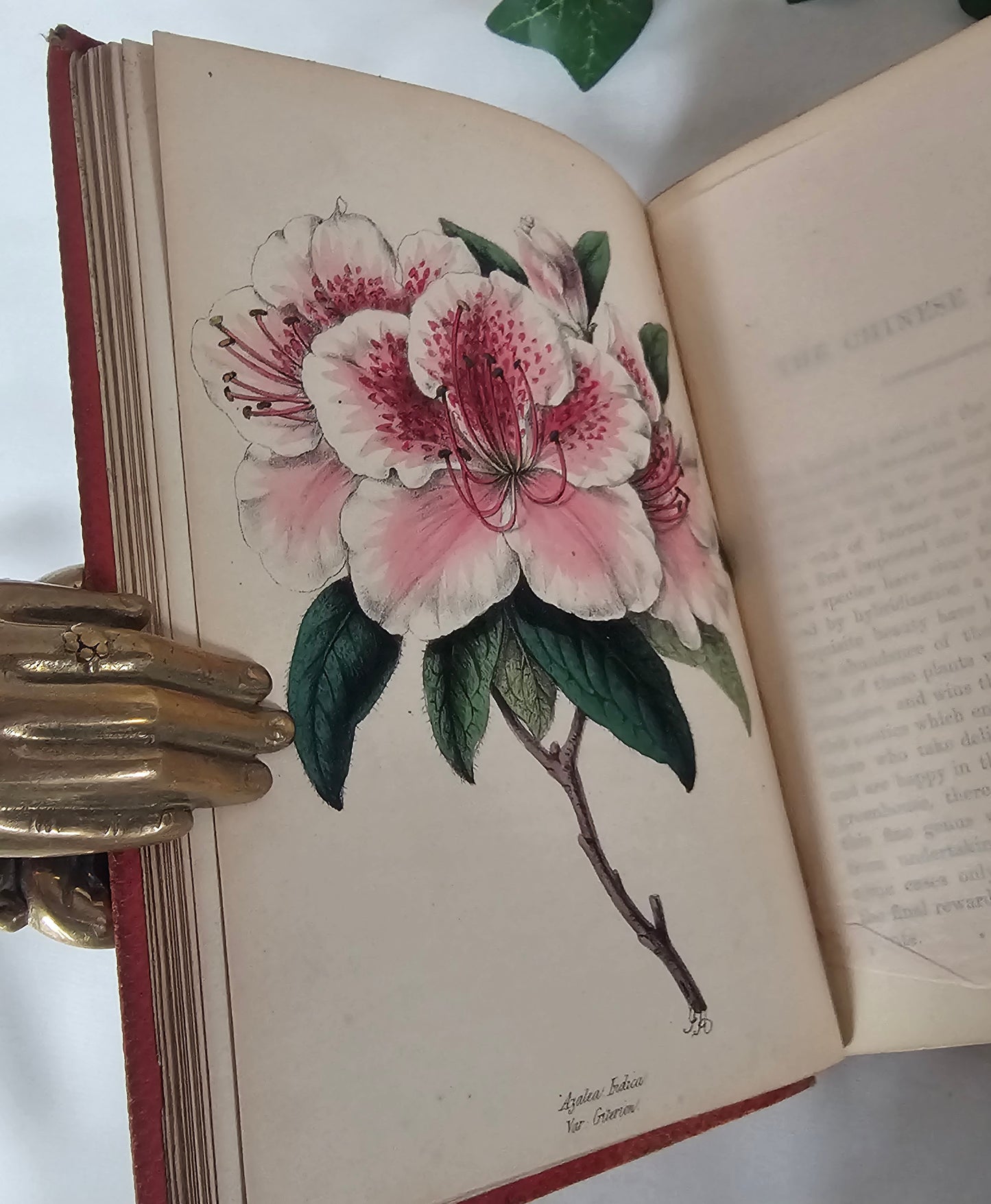 1860 Choice Garden Flowers - Their Cultivation and General Treatment in All Seasons / With Ten Beautiful Colourful Illustrations / Antique