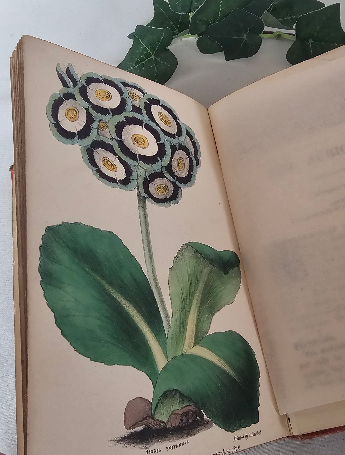 1860 Choice Garden Flowers - Their Cultivation and General Treatment in All Seasons / With Ten Beautiful Colourful Illustrations / Antique