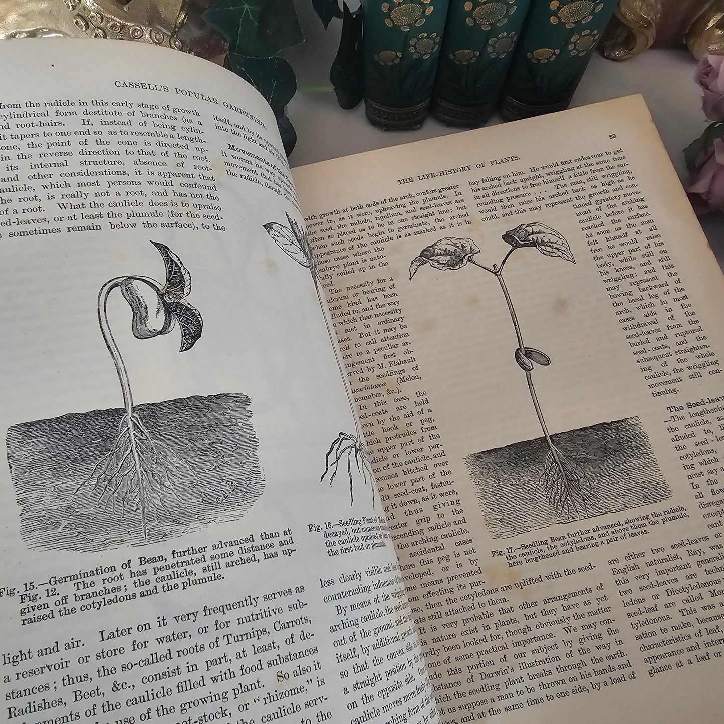 1890 Cassell's Popular Gardening / Antique Book Set in 4 Volumes / Very Good Condition / Richly Illustrated Throughout Plus Four in Colour