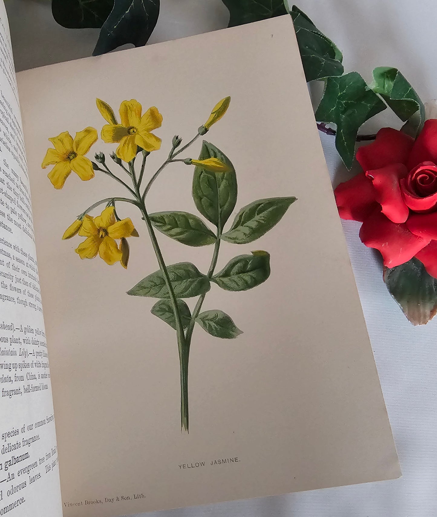 1895 Sweet-Scented Flowers and Fragrant Leaves by Donald McDonald / 16 Super Colour Plates / Antique Wildflowers Book in Excellent Condition