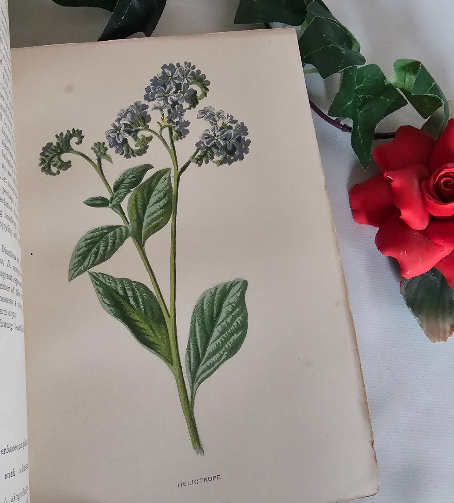 1895 Sweet-Scented Flowers and Fragrant Leaves by Donald McDonald / 16 Super Colour Plates / Antique Wildflowers Book in Excellent Condition