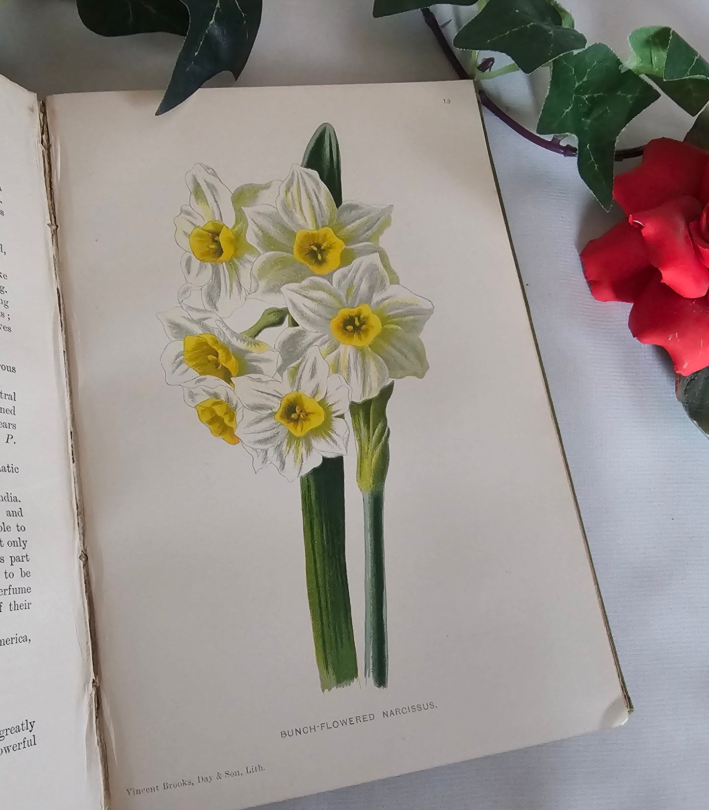 1895 Sweet-Scented Flowers and Fragrant Leaves by Donald McDonald / 16 Super Colour Plates / Antique Wildflowers Book in Excellent Condition