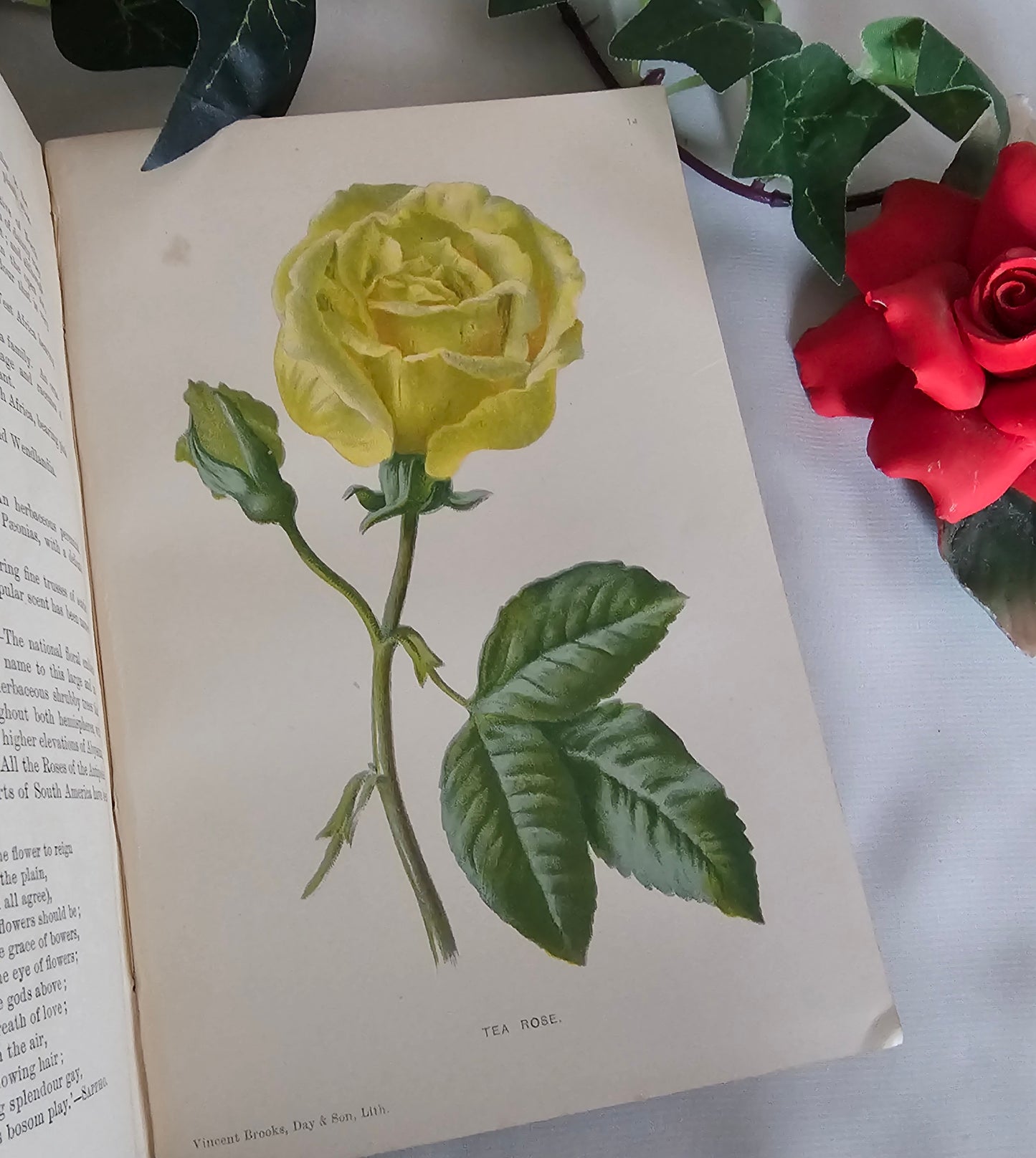 1895 Sweet-Scented Flowers and Fragrant Leaves by Donald McDonald / 16 Super Colour Plates / Antique Wildflowers Book in Excellent Condition