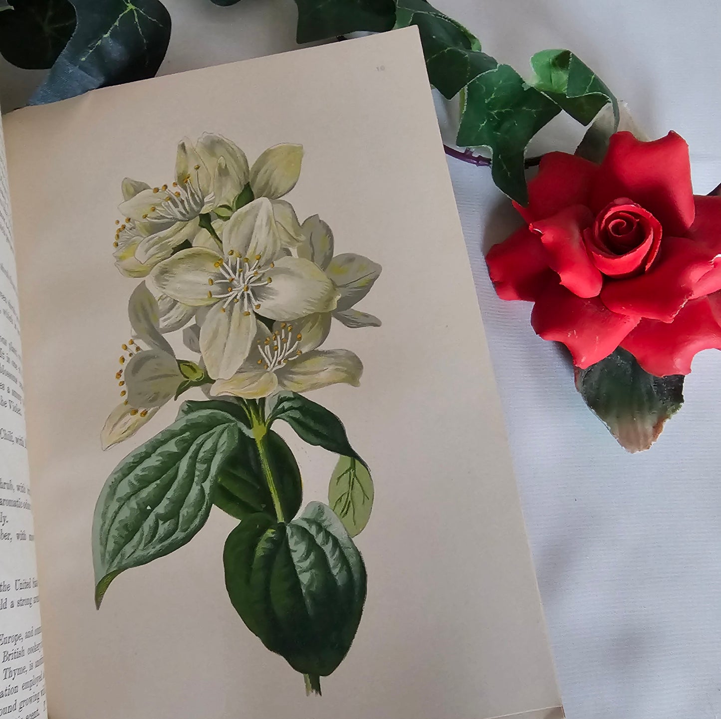 1895 Sweet-Scented Flowers and Fragrant Leaves by Donald McDonald / 16 Super Colour Plates / Antique Wildflowers Book in Excellent Condition