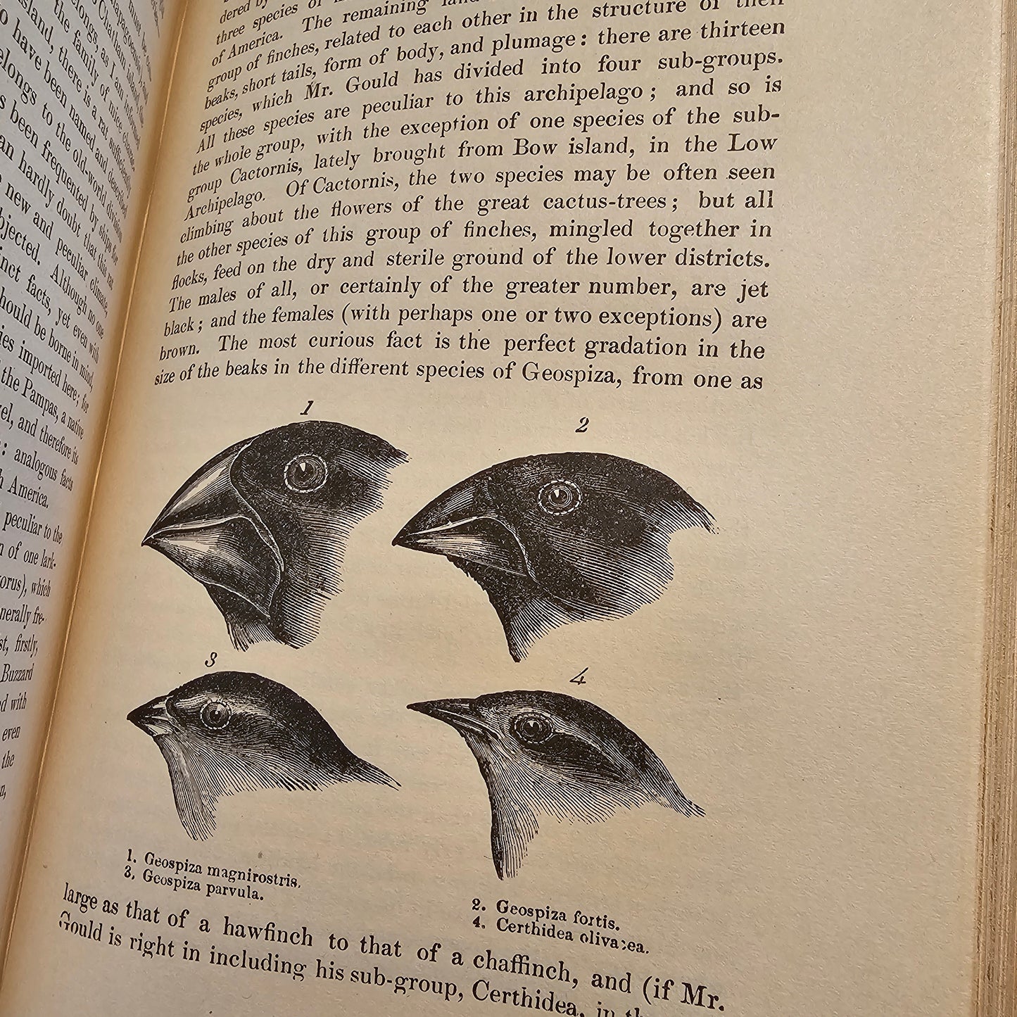 1896 Charles Darwin: Journal of Researches Into Natural History & Geology of Countries Visited During Voyage Round World of HMS Beagle