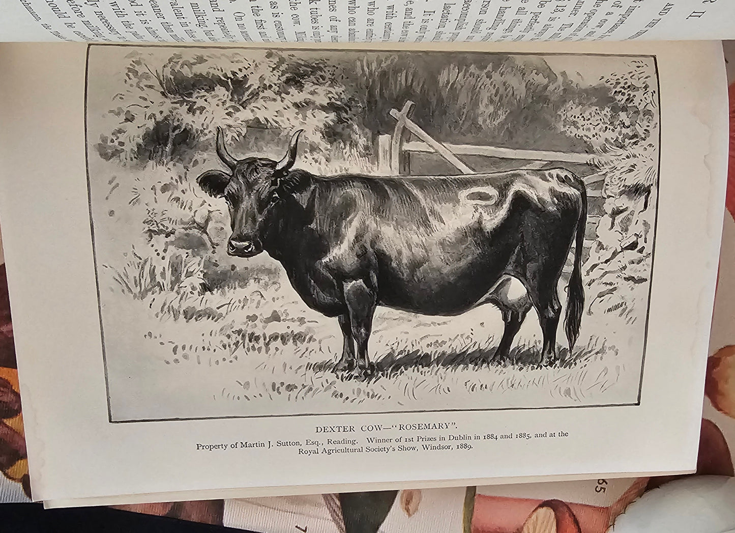 1896 The Book of the Dairy by W Fleischmann / Blackie & Son, London / Comprehensive Victorian Book / Richly Illustrated / In Good Condition