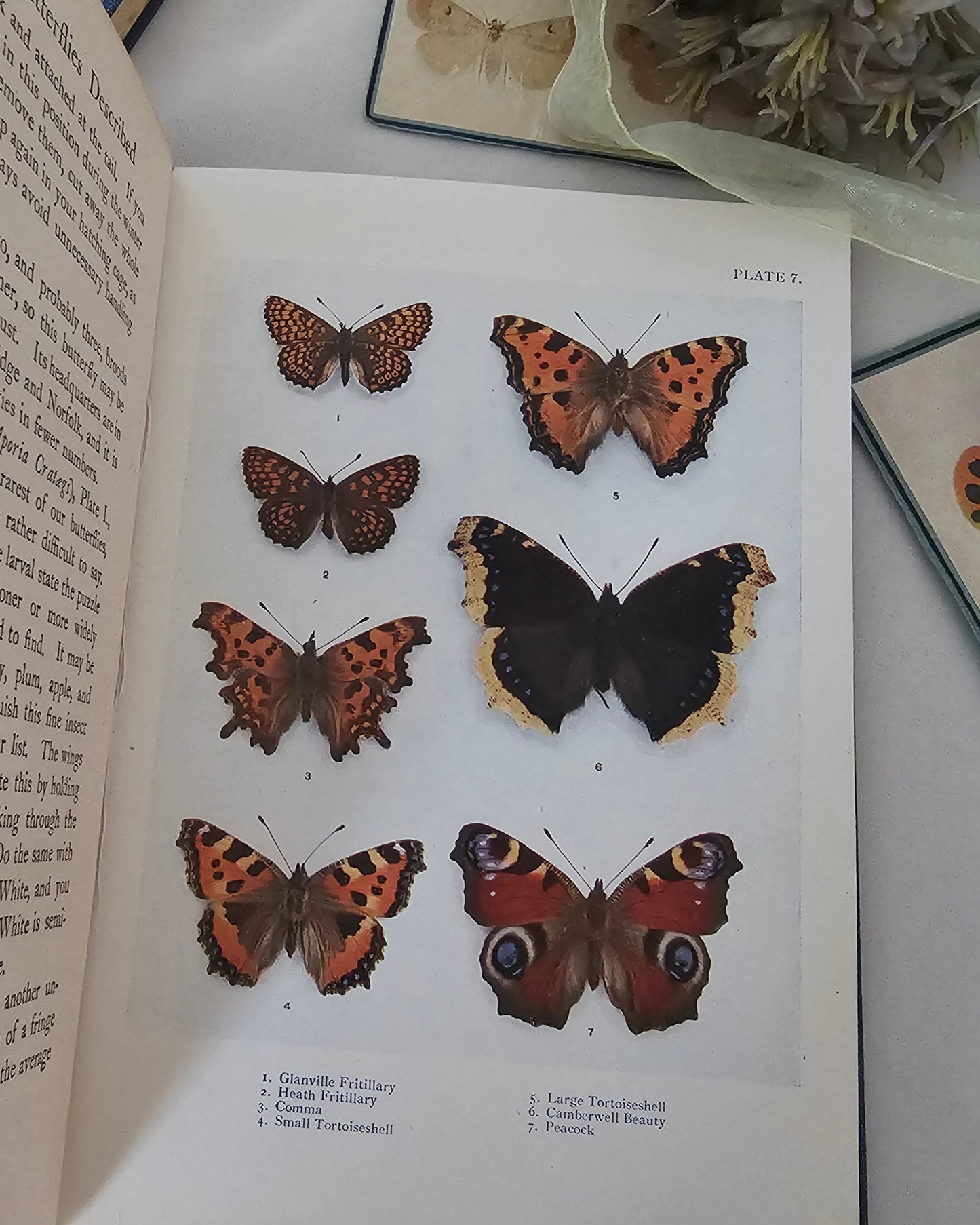 1926 and 1930 Peeps at Nature Butterflies and Moths / A&C Black, London / each Volume Containing 8 Colour + 8 Black  White Illustrations