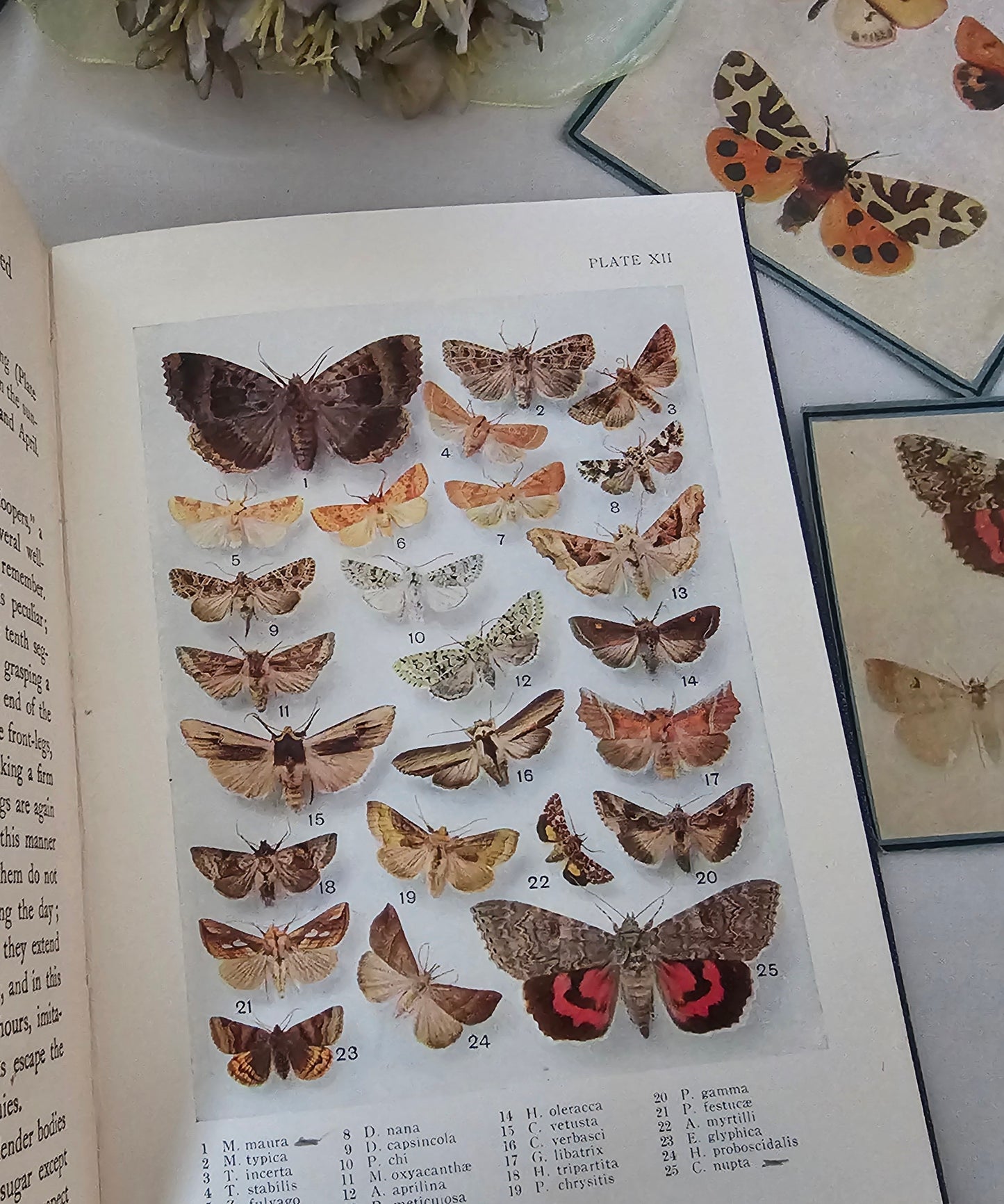 1926 and 1930 Peeps at Nature Butterflies and Moths / A&C Black, London / each Volume Containing 8 Colour + 8 Black  White Illustrations