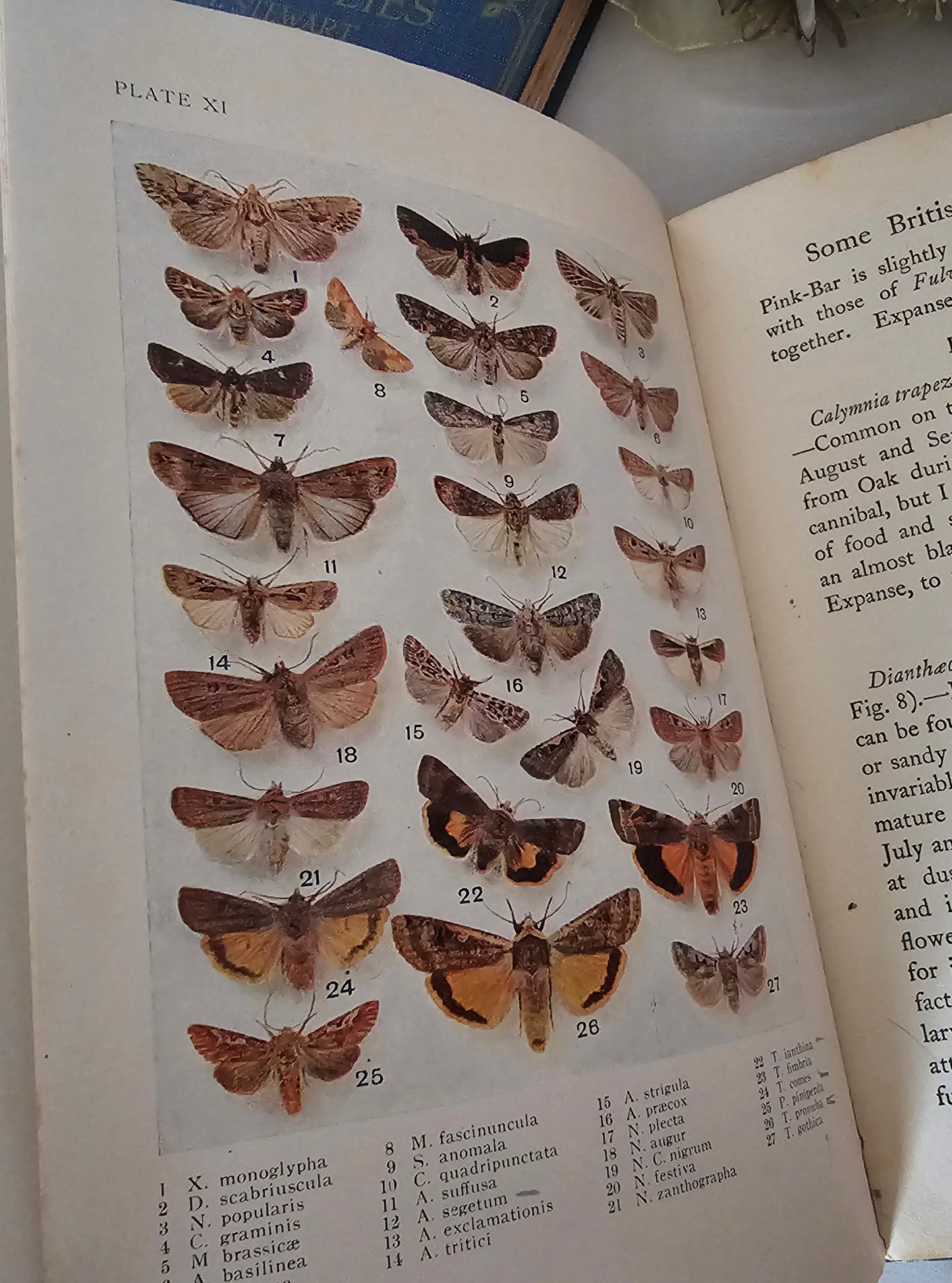 1926 and 1930 Peeps at Nature Butterflies and Moths / A&C Black, London / each Volume Containing 8 Colour + 8 Black  White Illustrations