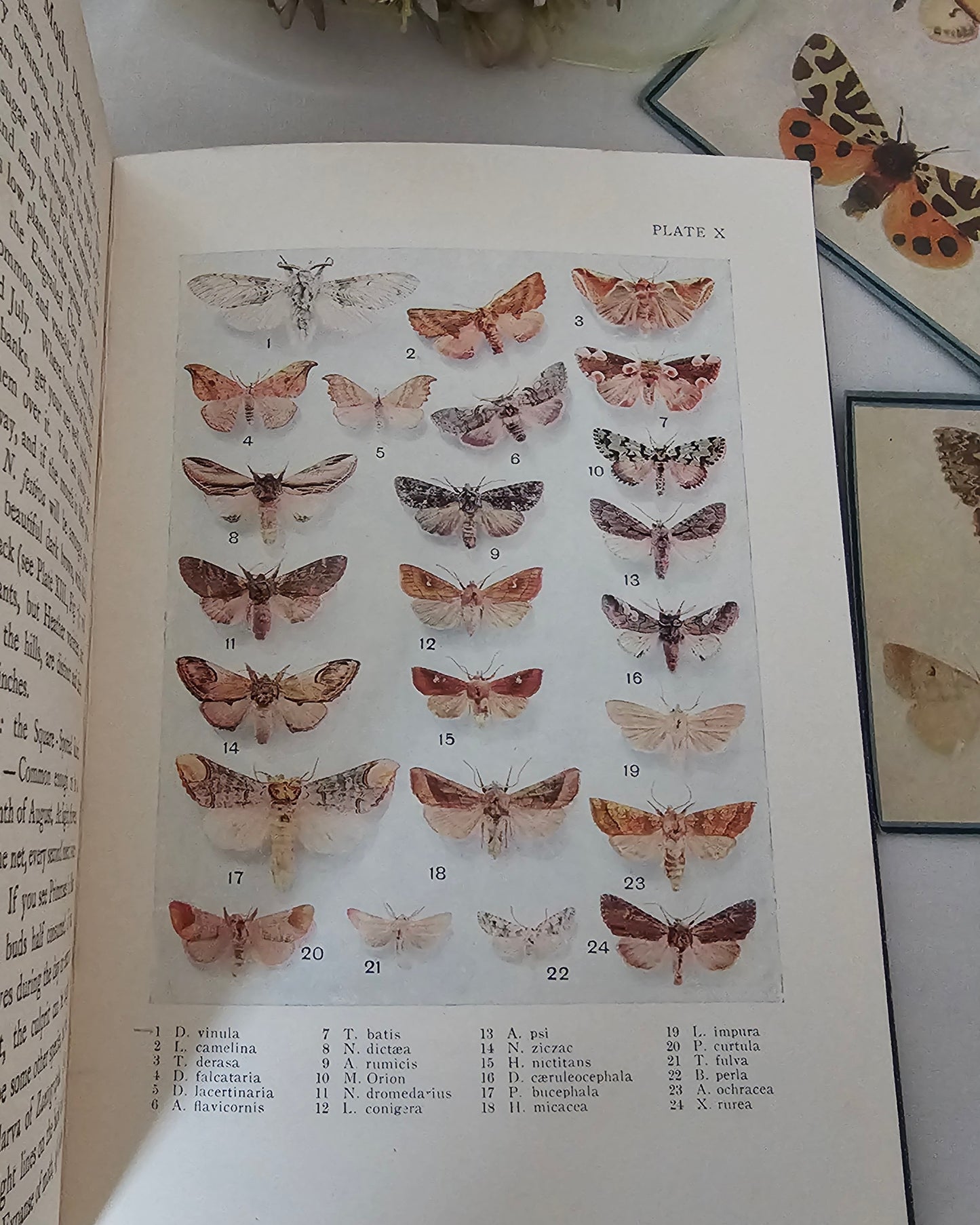 1926 and 1930 Peeps at Nature Butterflies and Moths / A&C Black, London / each Volume Containing 8 Colour + 8 Black  White Illustrations