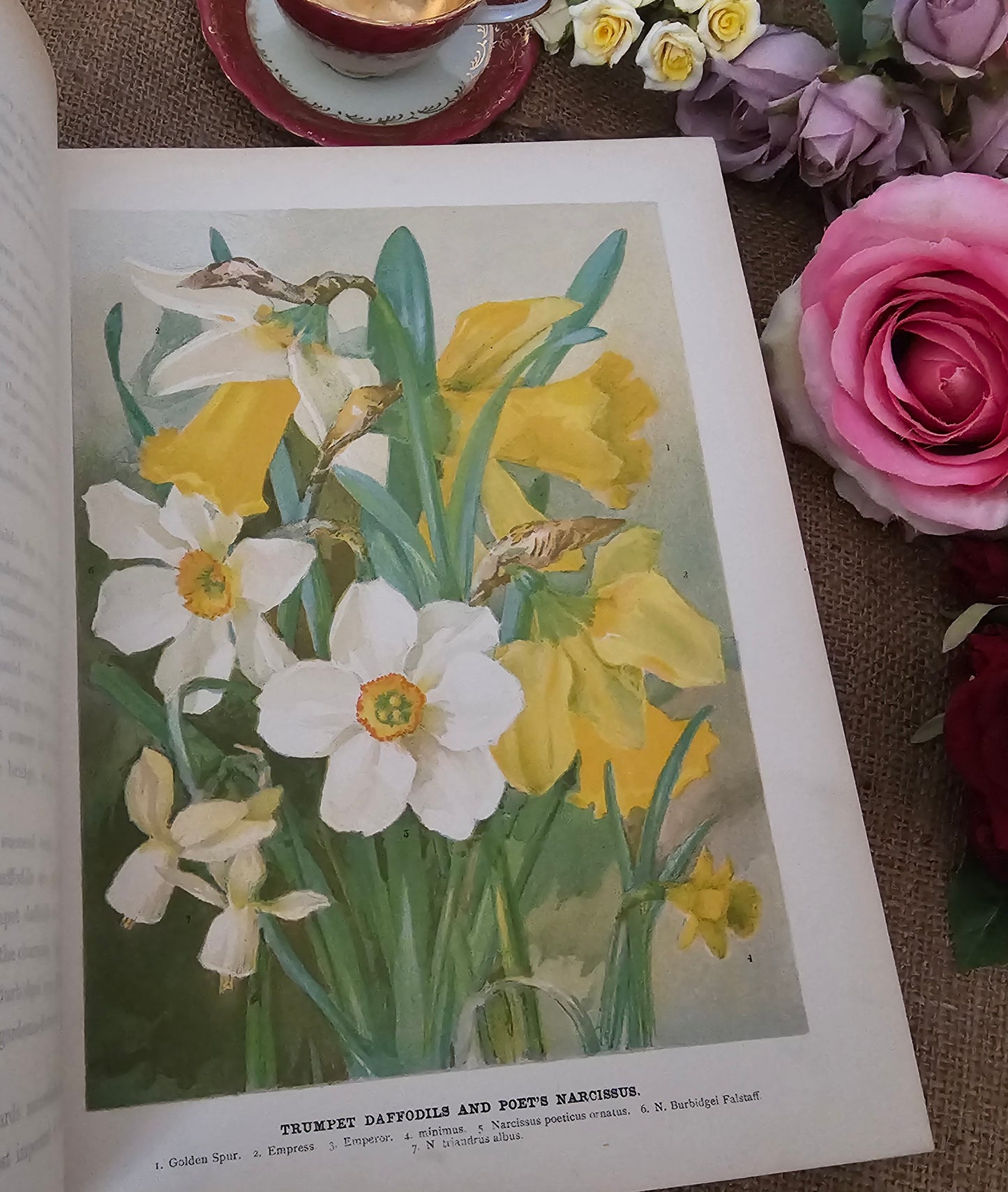 1897 The Flower Grower's Guide by John Wright / Virtue & Co., London / Profusely Illustrated With Many Colour Plates and Diagrams