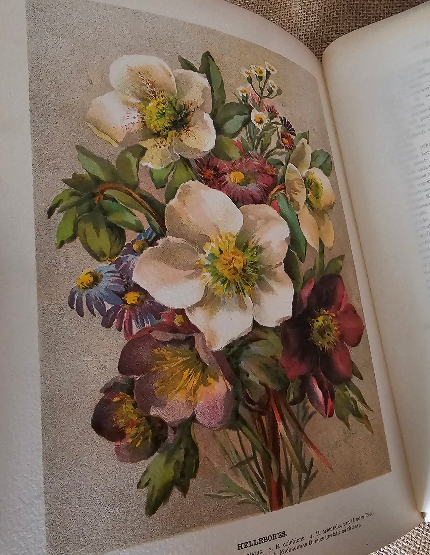 1897 The Flower Grower's Guide by John Wright / Virtue & Co., London / Profusely Illustrated With Many Colour Plates and Diagrams