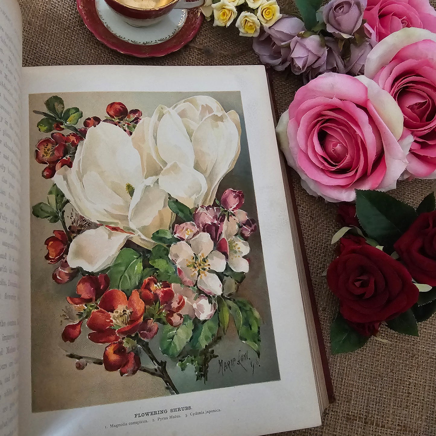 1897 The Flower Grower's Guide by John Wright / Virtue & Co., London / Profusely Illustrated With Many Colour Plates and Diagrams