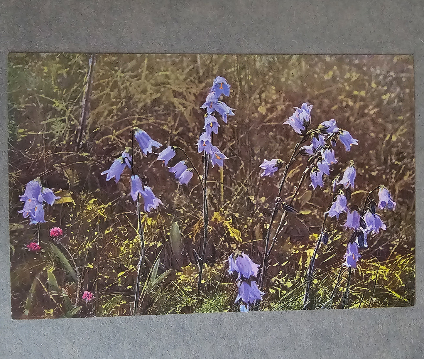 1911 Alpine Flowers and Rock Gardens Illustrated in Colour by Walter Wright / Headley Brothers, London / 36 Colour Plates, 15 in Monochrome