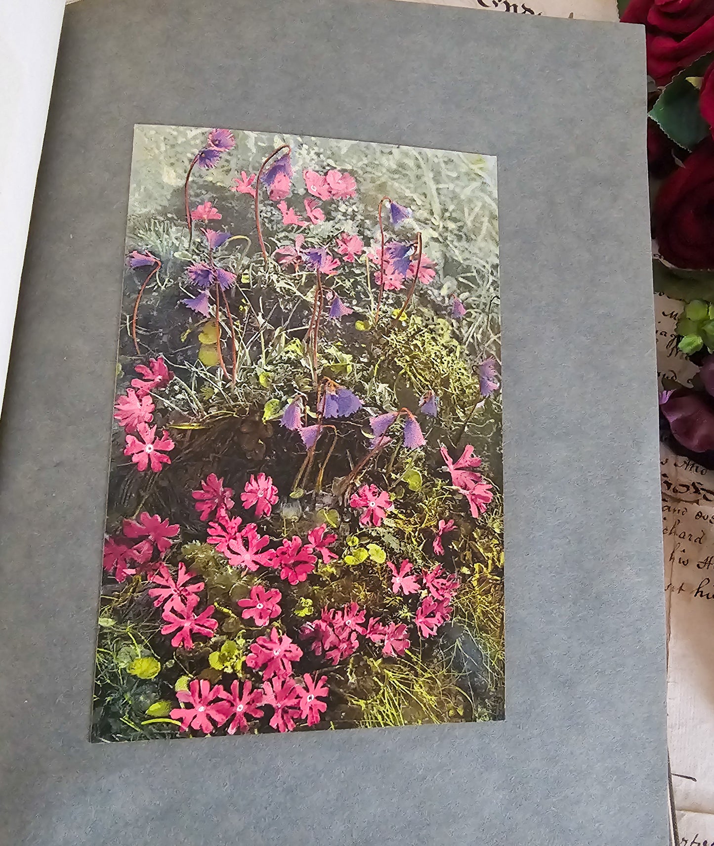 1911 Alpine Flowers and Rock Gardens Illustrated in Colour by Walter Wright / Headley Brothers, London / 36 Colour Plates, 15 in Monochrome