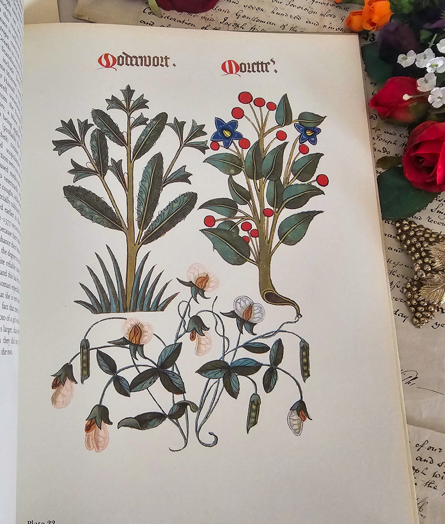 1972 Flowers and Trees of Tudor England by Clare Putnam / Large Format 32 Beautiful Reproduced Illustrations From of 1504 Ashmole Original