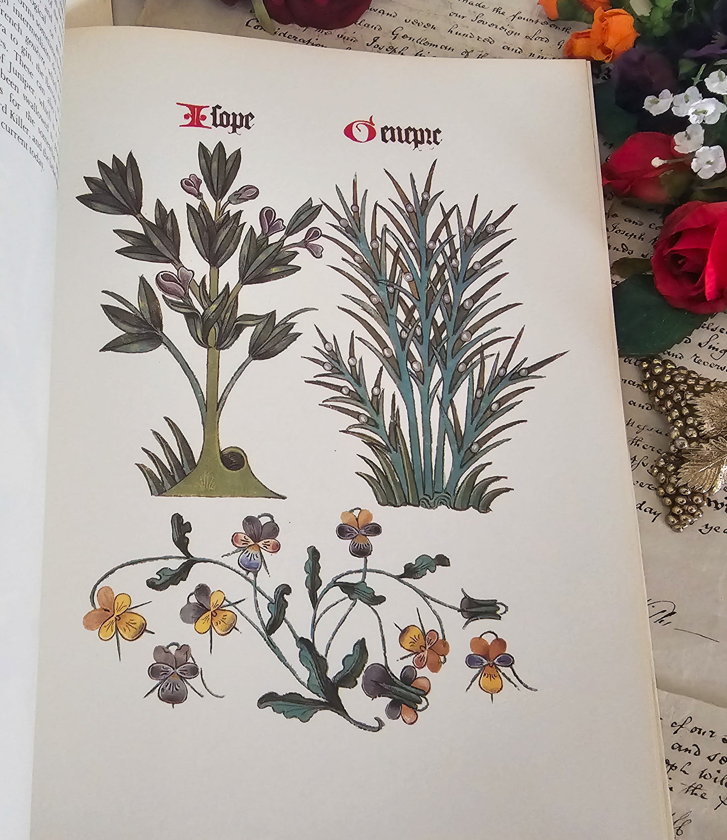 1972 Flowers and Trees of Tudor England by Clare Putnam / Large Format 32 Beautiful Reproduced Illustrations From of 1504 Ashmole Original