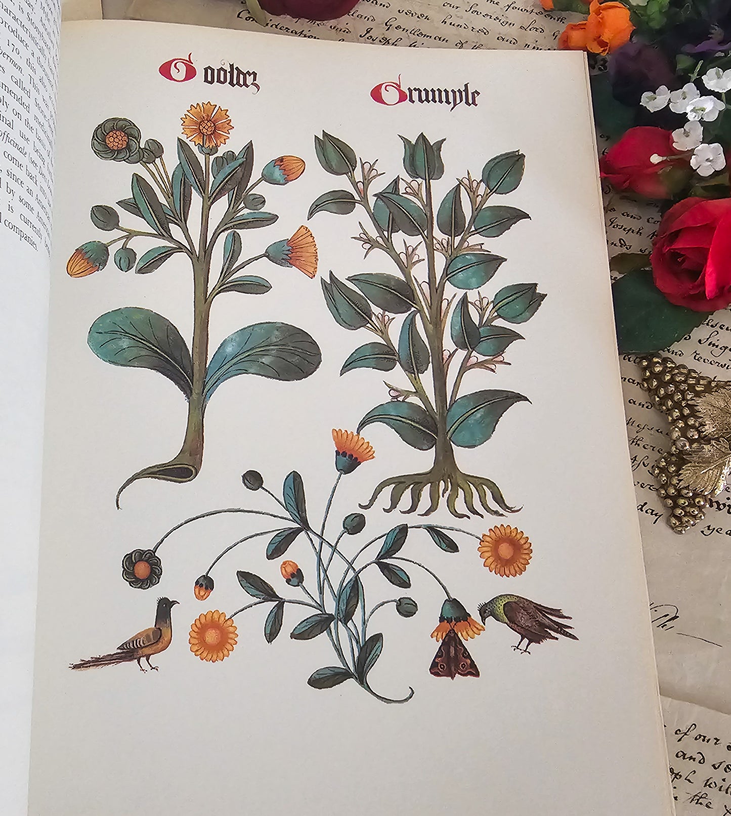 1972 Flowers and Trees of Tudor England by Clare Putnam / Large Format 32 Beautiful Reproduced Illustrations From of 1504 Ashmole Original