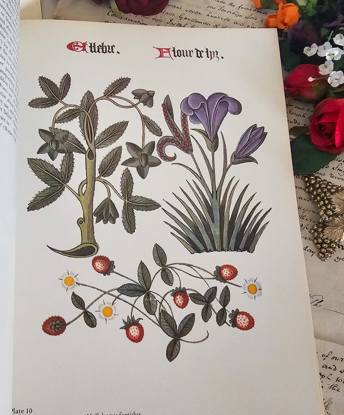 1972 Flowers and Trees of Tudor England by Clare Putnam / Large Format 32 Beautiful Reproduced Illustrations From of 1504 Ashmole Original