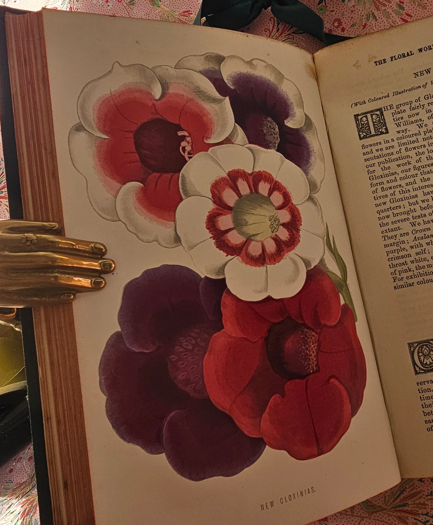 1876 The Floral World & Garden Guide by Shirley Hibberd / With 12 Beautiful Colour Plates Plus Wood Engraved Illustrations / Good Condition