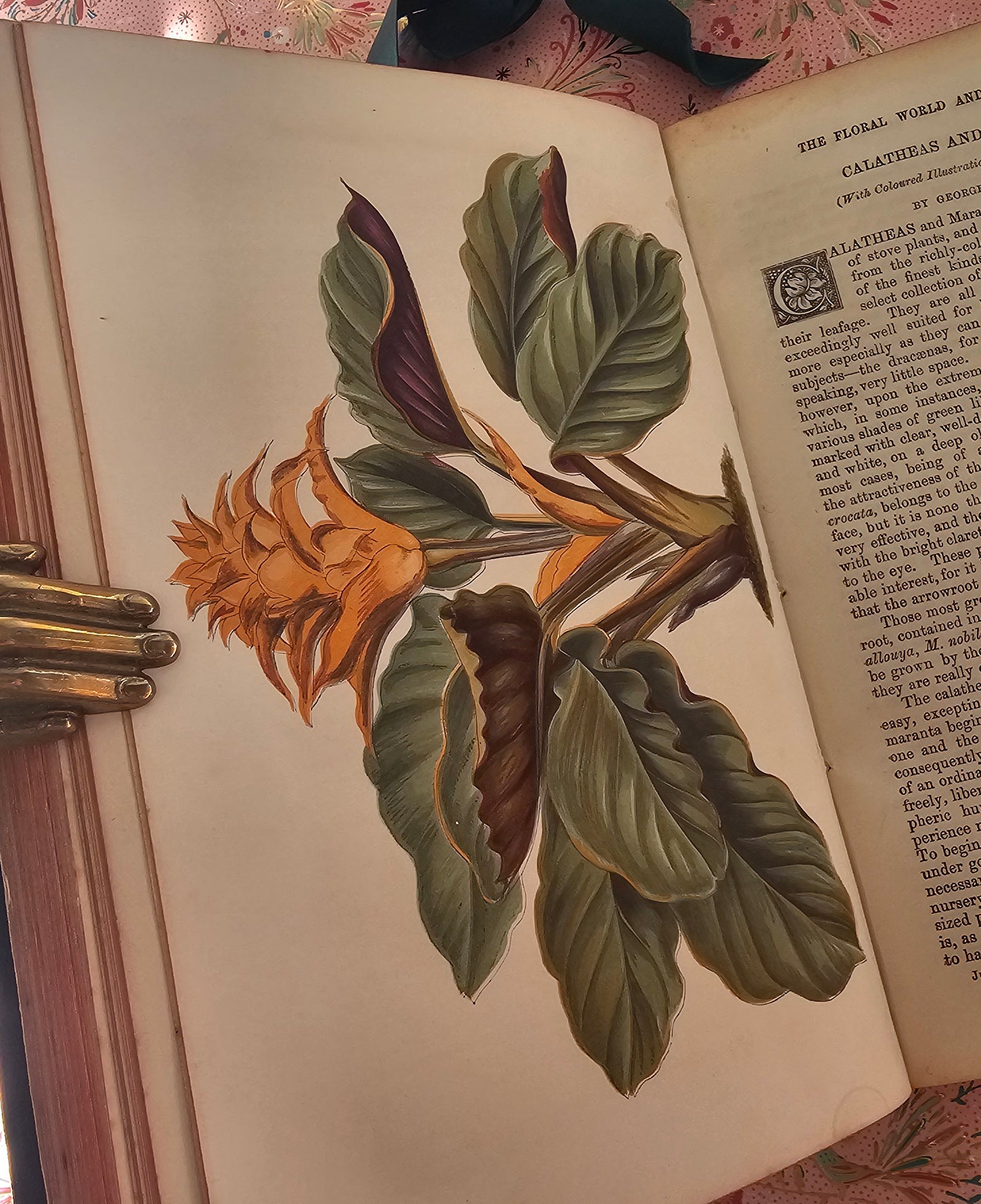 1876 The Floral World & Garden Guide by Shirley Hibberd / With 12 Beautiful Colour Plates Plus Wood Engraved Illustrations / Good Condition