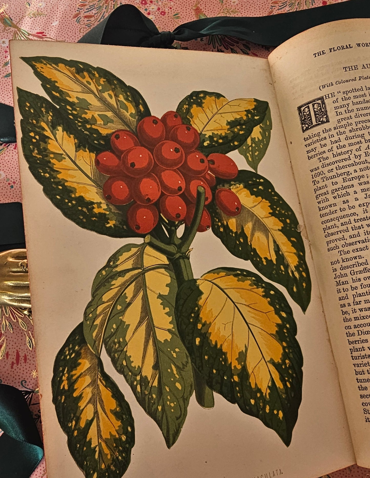 1876 The Floral World & Garden Guide by Shirley Hibberd / With 12 Beautiful Colour Plates Plus Wood Engraved Illustrations / Good Condition