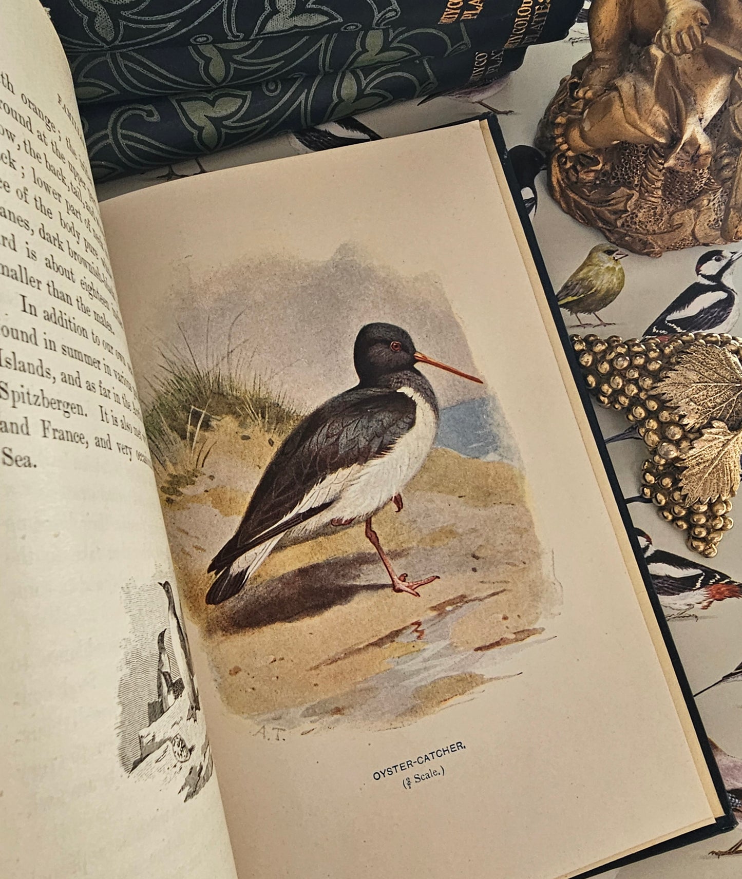 1911 Familiar Wild Birds by W Swaysland / Complete in Four Volumes / Cassell & Company, London / Good Condition / Filled With Colour Plates