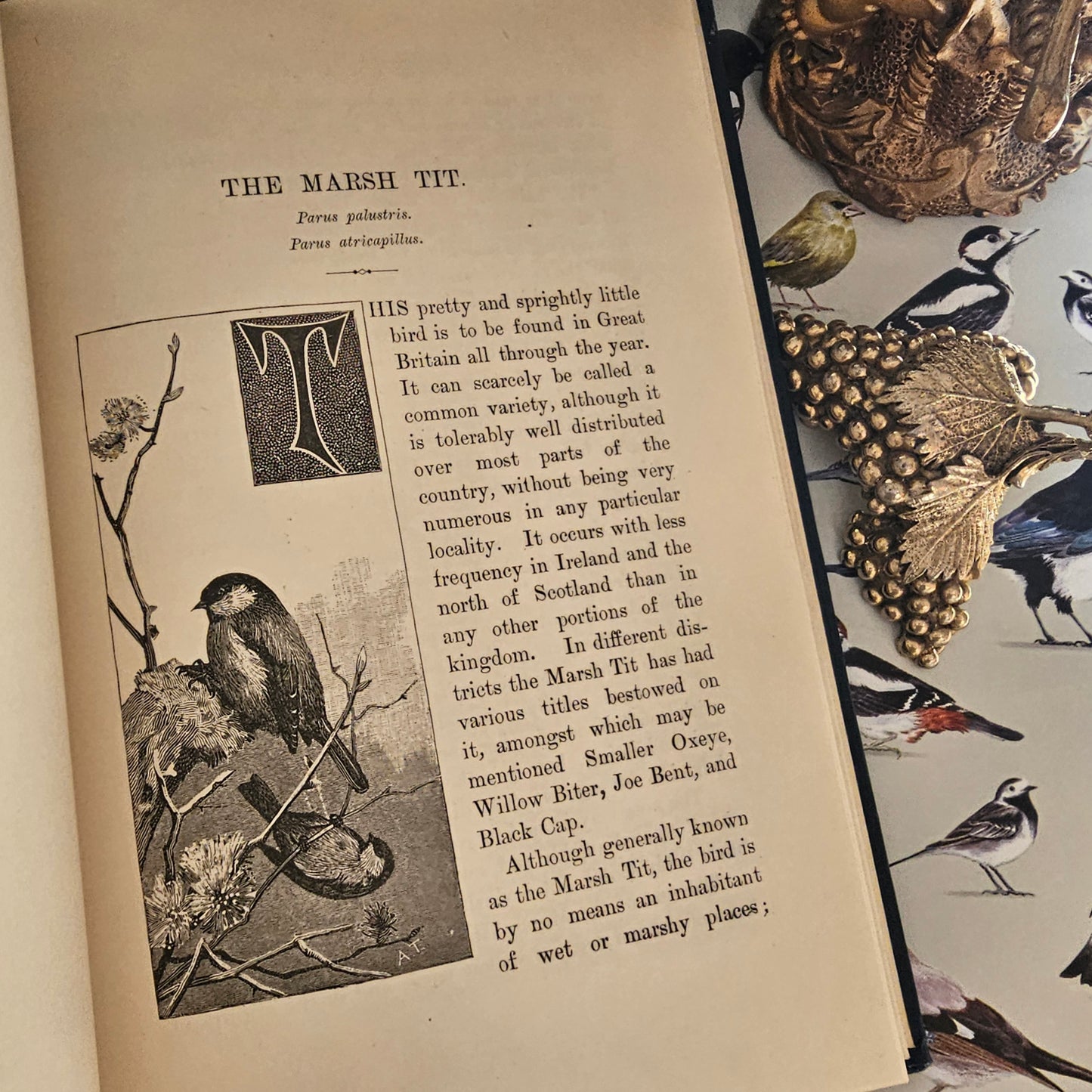 1911 Familiar Wild Birds by W Swaysland / Complete in Four Volumes / Cassell & Company, London / Good Condition / Filled With Colour Plates