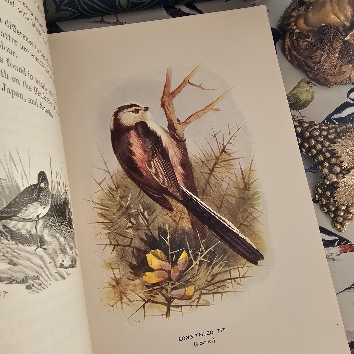 1911 Familiar Wild Birds by W Swaysland / Complete in Four Volumes / Cassell & Company, London / Good Condition / Filled With Colour Plates