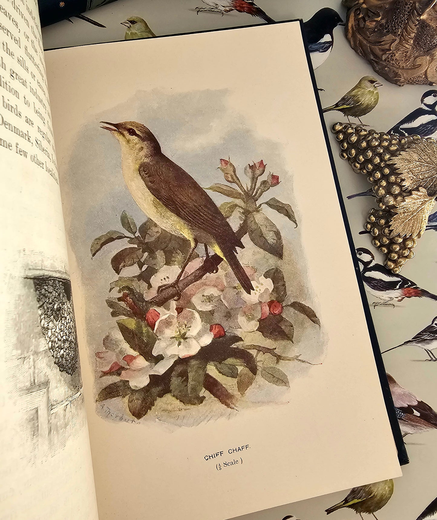 1911 Familiar Wild Birds by W Swaysland / Complete in Four Volumes / Cassell & Company, London / Good Condition / Filled With Colour Plates