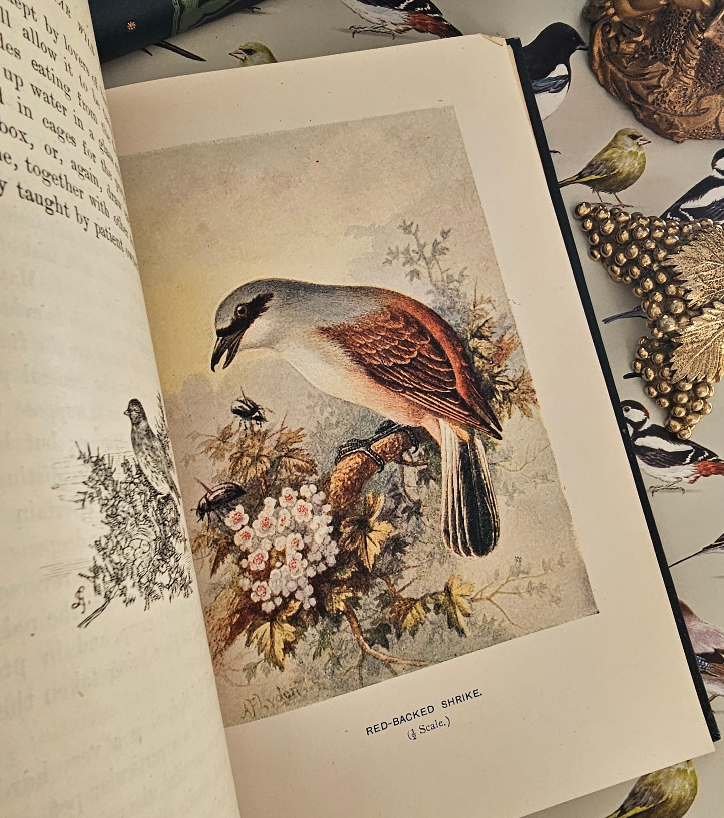 1911 Familiar Wild Birds by W Swaysland / Complete in Four Volumes / Cassell & Company, London / Good Condition / Filled With Colour Plates