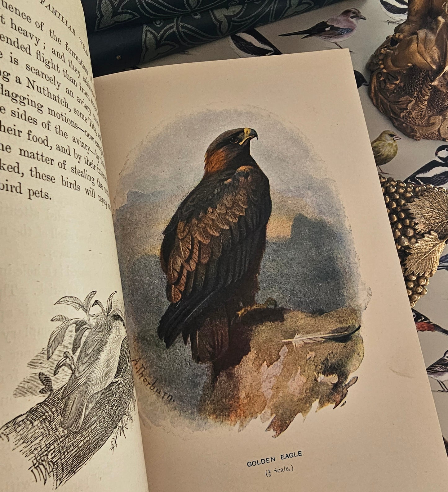 1911 Familiar Wild Birds by W Swaysland / Complete in Four Volumes / Cassell & Company, London / Good Condition / Filled With Colour Plates