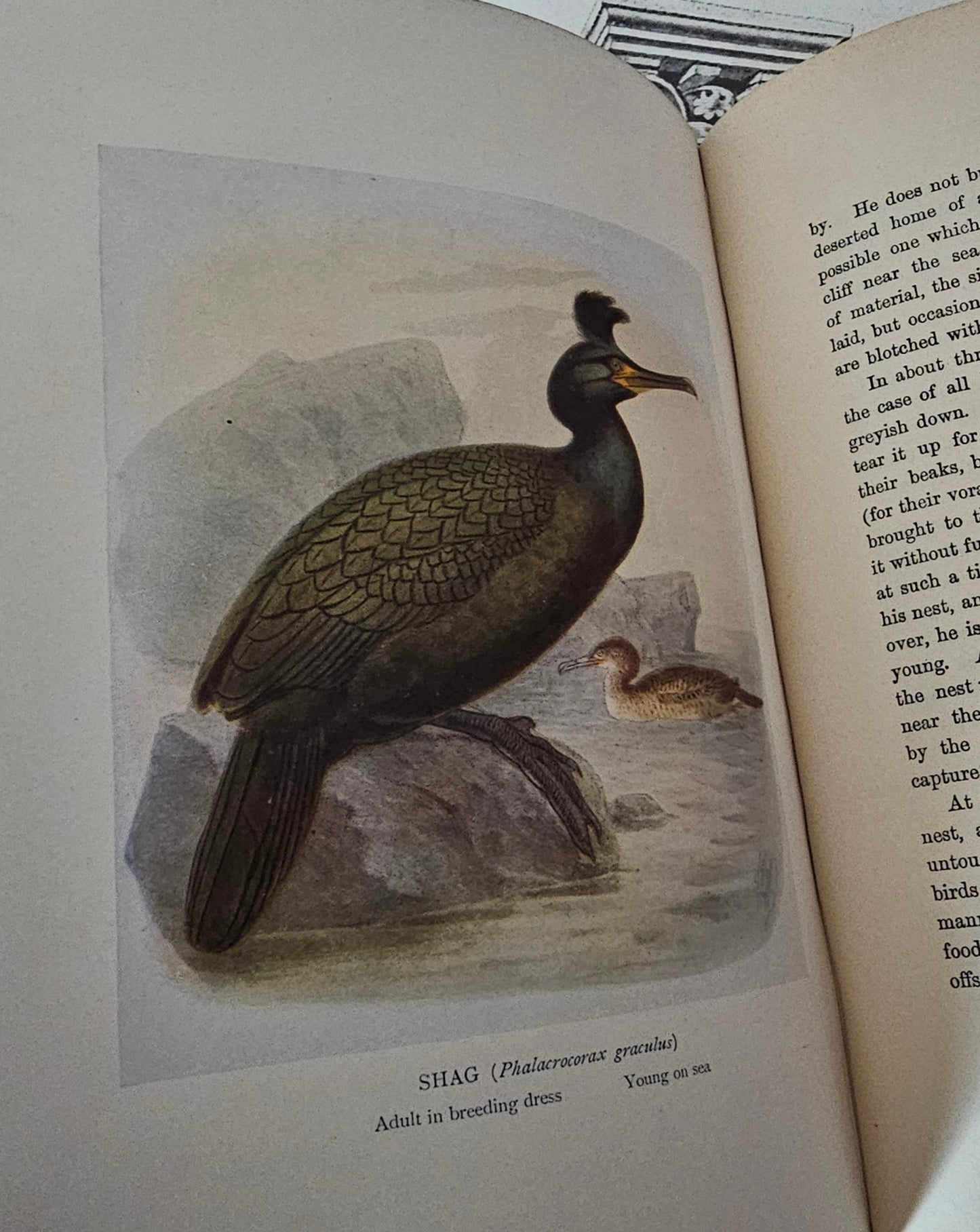 1923 Birds of Britain and Their Eggs by J Lewis Bonhote / A&C Black, London / Thirty-Three Beautiful Colour Plates / In Very Good Condition