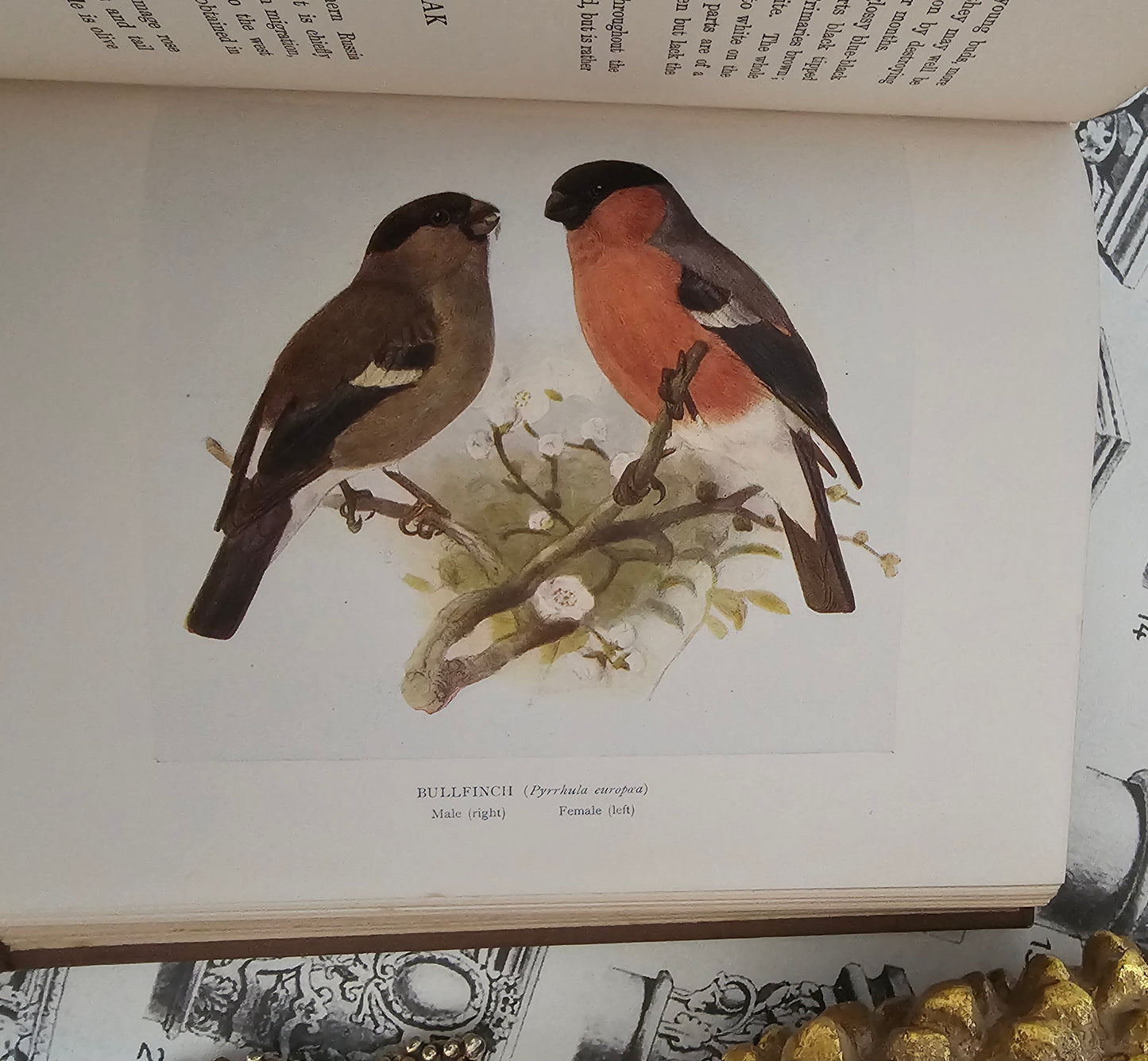 1923 Birds of Britain and Their Eggs by J Lewis Bonhote / A&C Black, London / Thirty-Three Beautiful Colour Plates / In Very Good Condition