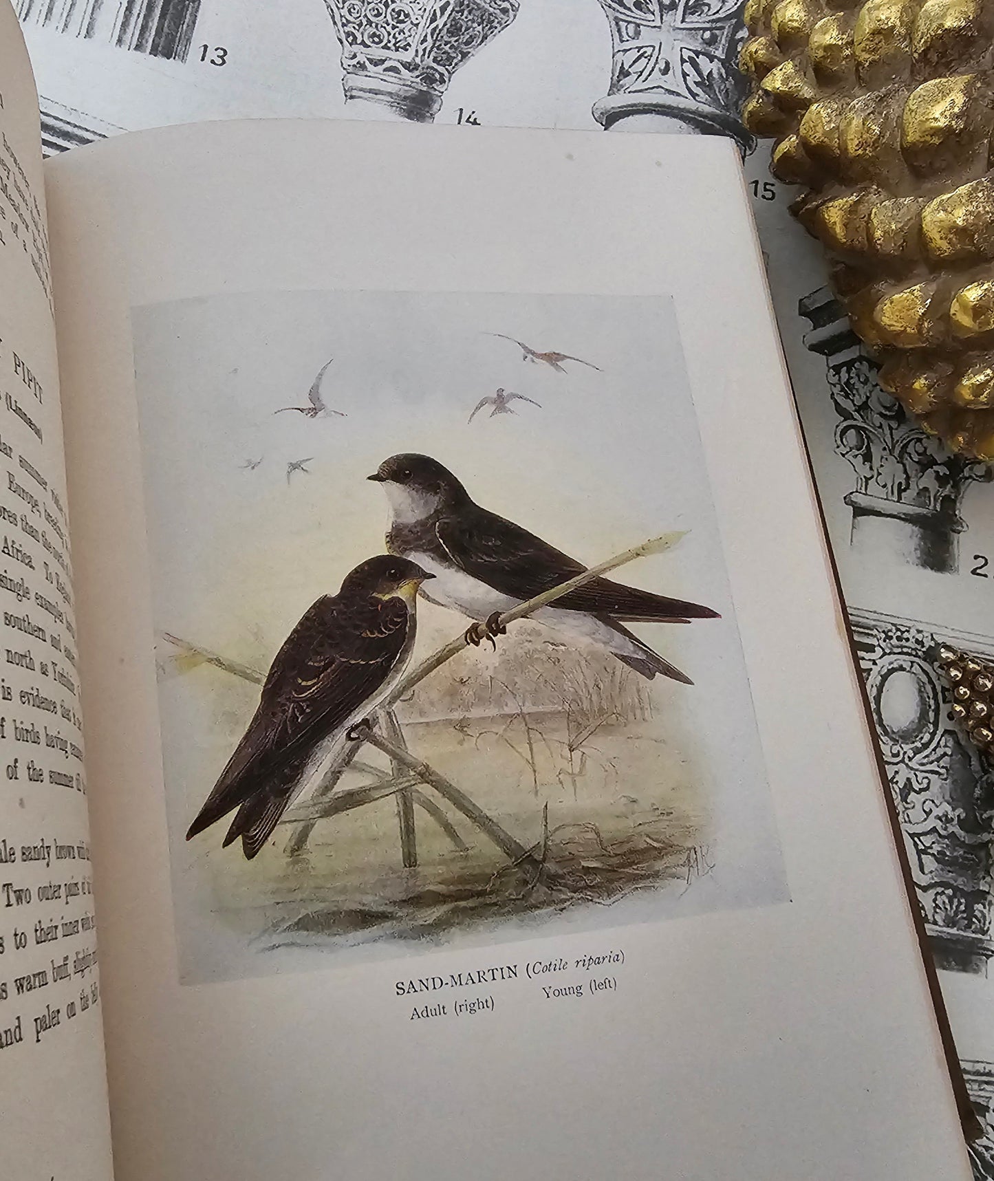 1923 Birds of Britain and Their Eggs by J Lewis Bonhote / A&C Black, London / Thirty-Three Beautiful Colour Plates / In Very Good Condition