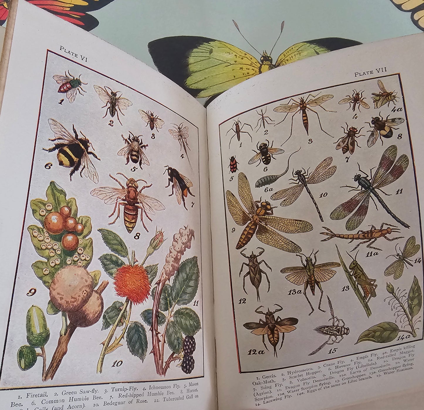 1910s Butterflies and Moths & How to Collect Them. Caterpillars, Beetles, Flies etc. / The Look About You Nature Study Books / Colour Plates