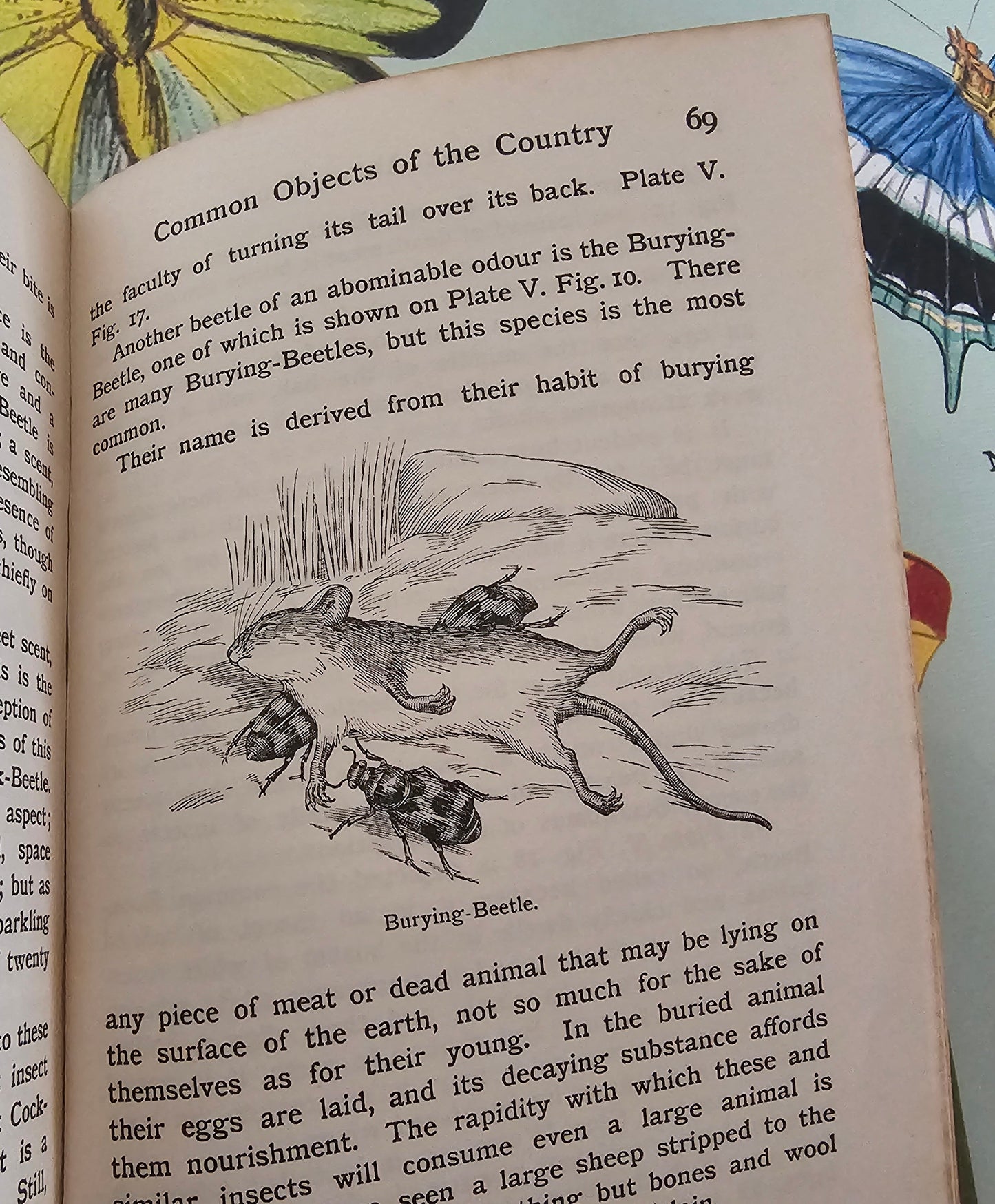 1910s Butterflies and Moths & How to Collect Them. Caterpillars, Beetles, Flies etc. / The Look About You Nature Study Books / Colour Plates