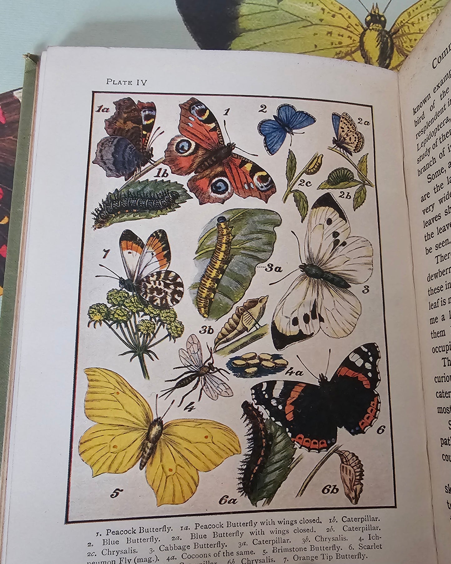 1910s Butterflies and Moths & How to Collect Them. Caterpillars, Beetles, Flies etc. / The Look About You Nature Study Books / Colour Plates