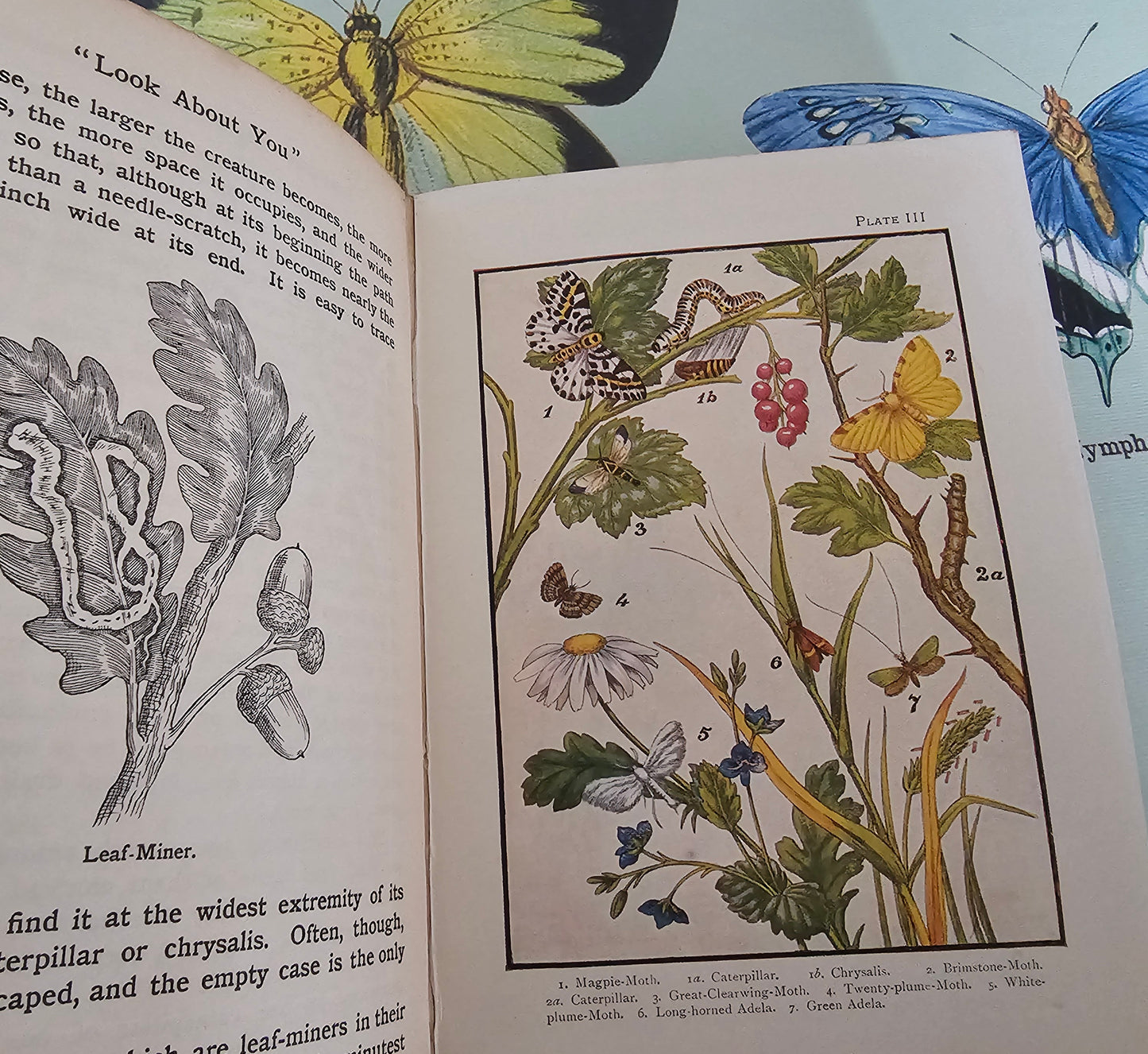 1910s Butterflies and Moths & How to Collect Them. Caterpillars, Beetles, Flies etc. / The Look About You Nature Study Books / Colour Plates