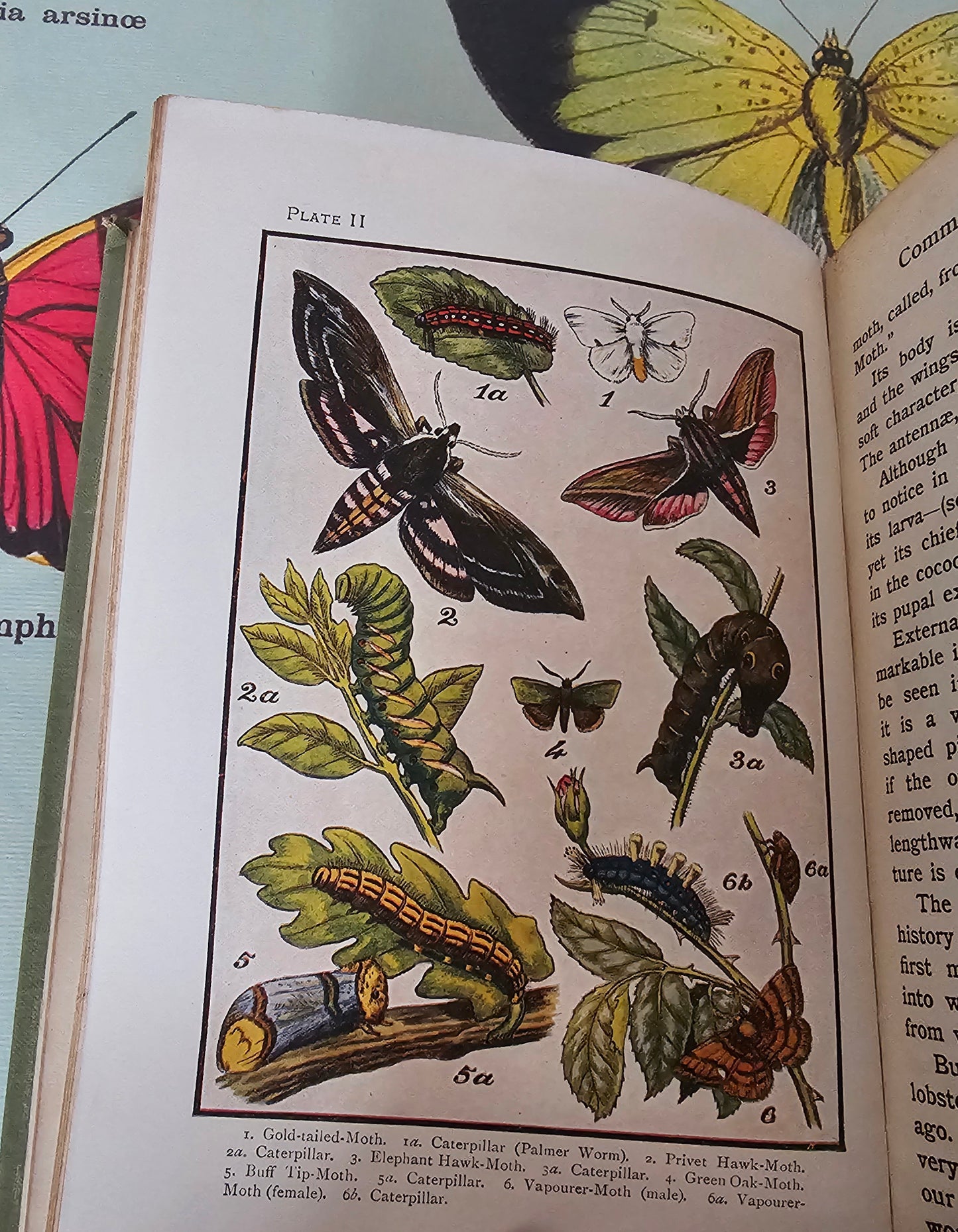 1910s Butterflies and Moths & How to Collect Them. Caterpillars, Beetles, Flies etc. / The Look About You Nature Study Books / Colour Plates