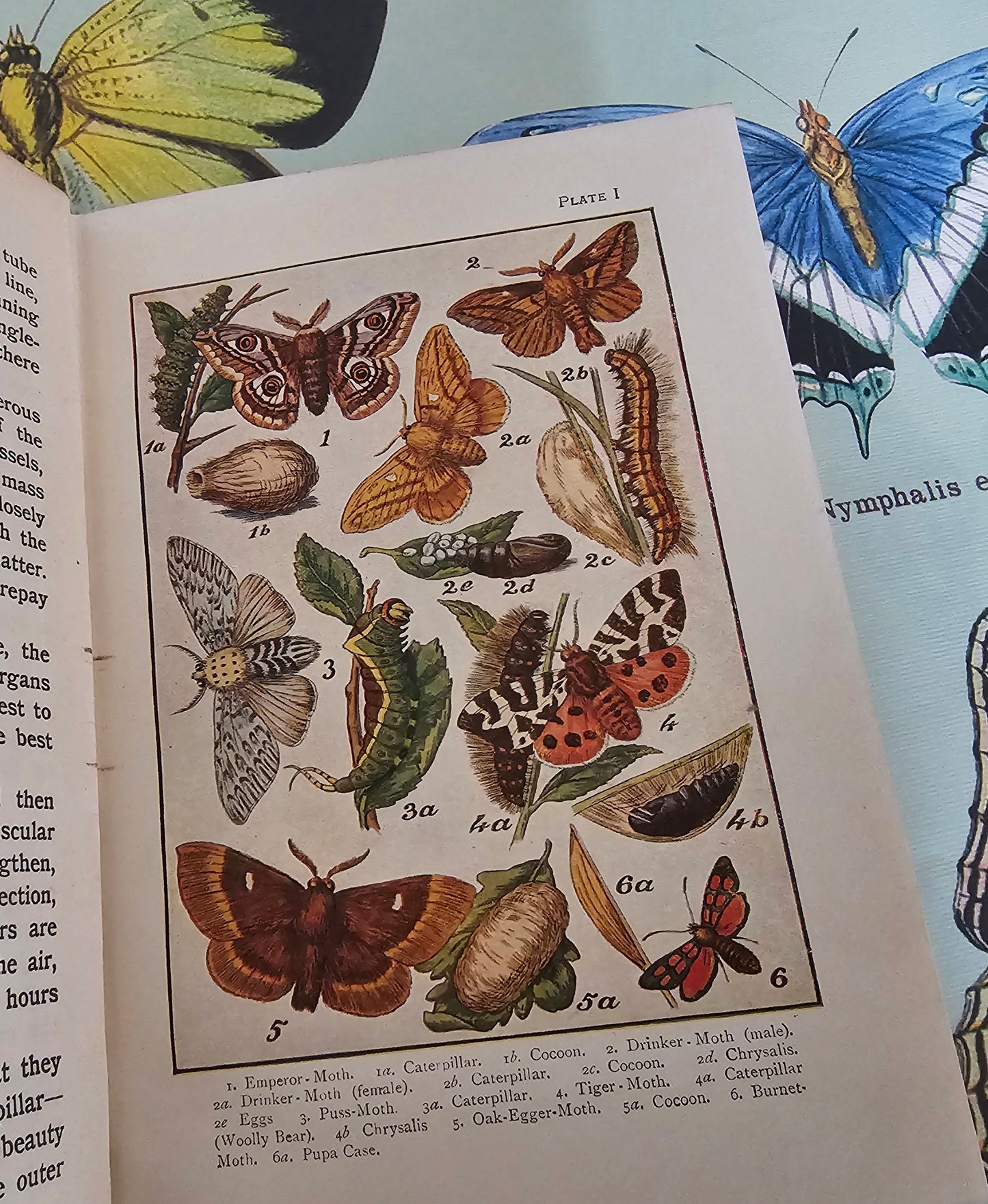 1910s Butterflies and Moths & How to Collect Them. Caterpillars, Beetles, Flies etc. / The Look About You Nature Study Books / Colour Plates