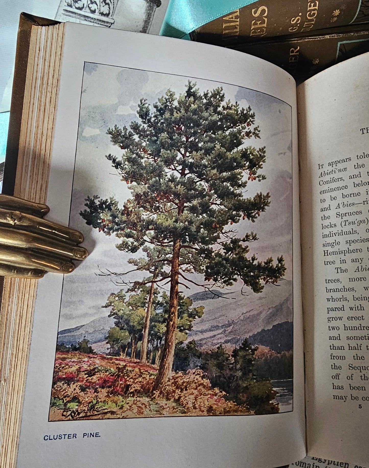 1906 Familiar Trees by GS Boulger - Complete in Three Volumes / Cassell & Company, London / Many Lovely Colour Plates Plus BW Photos