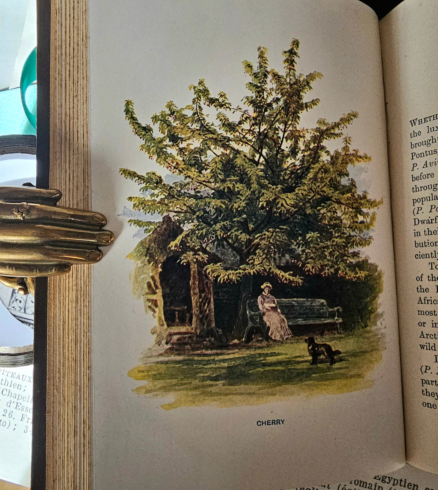 1906 Familiar Trees by GS Boulger - Complete in Three Volumes / Cassell & Company, London / Many Lovely Colour Plates Plus BW Photos