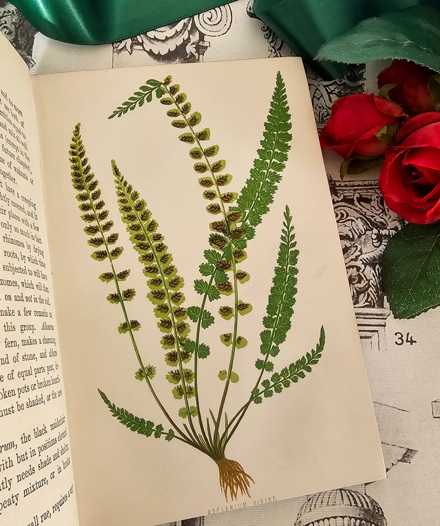 1877 The Fern Garden by Shirley Hibberd / Groombridge & Sons, London / With Eight Colour Plates and Forty Engravings / In Good Condition