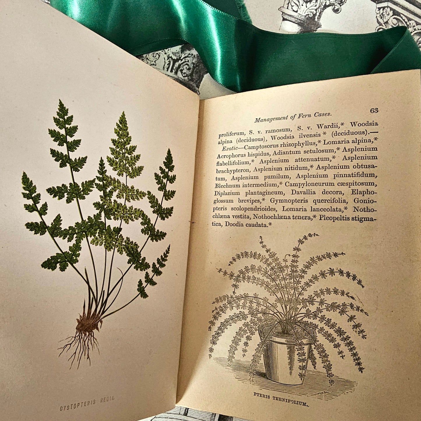 1877 The Fern Garden by Shirley Hibberd / Groombridge & Sons, London / With Eight Colour Plates and Forty Engravings / In Good Condition