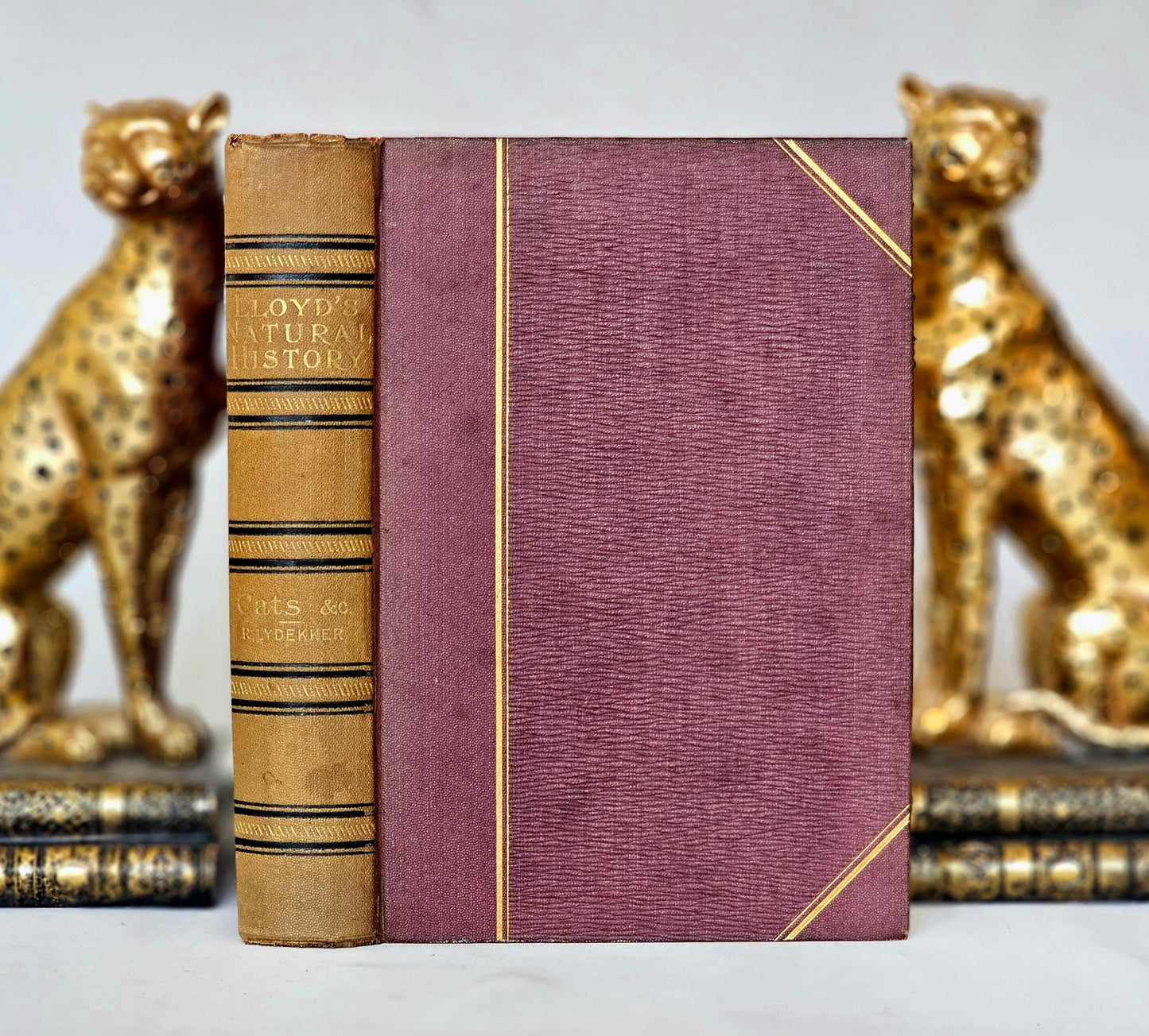 1896 Handbook to the Carnivora-Cats, Civets and Mungooses by Richard Lydekker / 32 Excellent Colour Plates / Good Condition / Lloyd, London