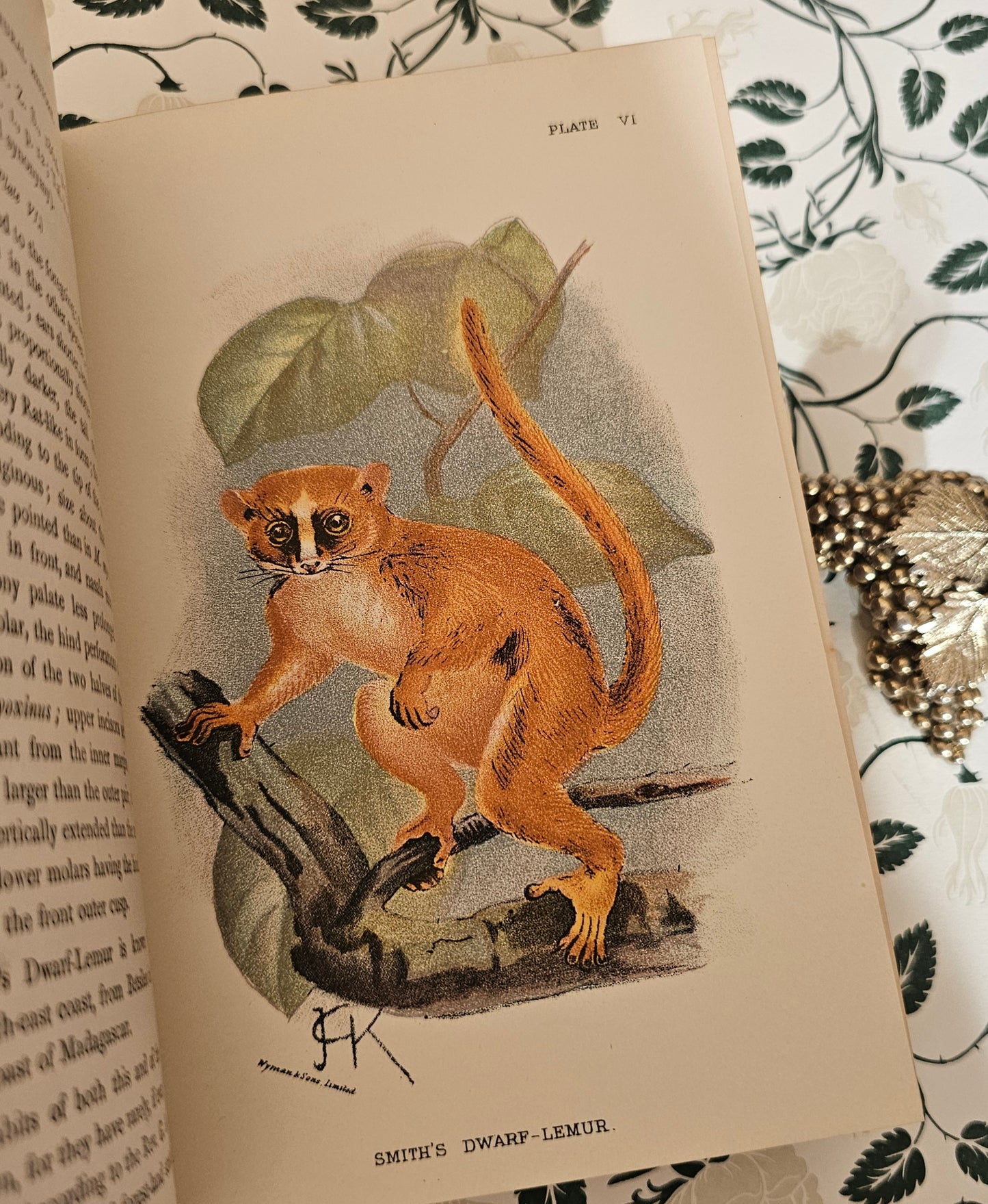 1896 & 1897 A Handbook to the Primates by Henry Forbes / 2 Volumes Complete / 41 Superb Colour Plates, Plus Fold Out Maps / Lloyds, London