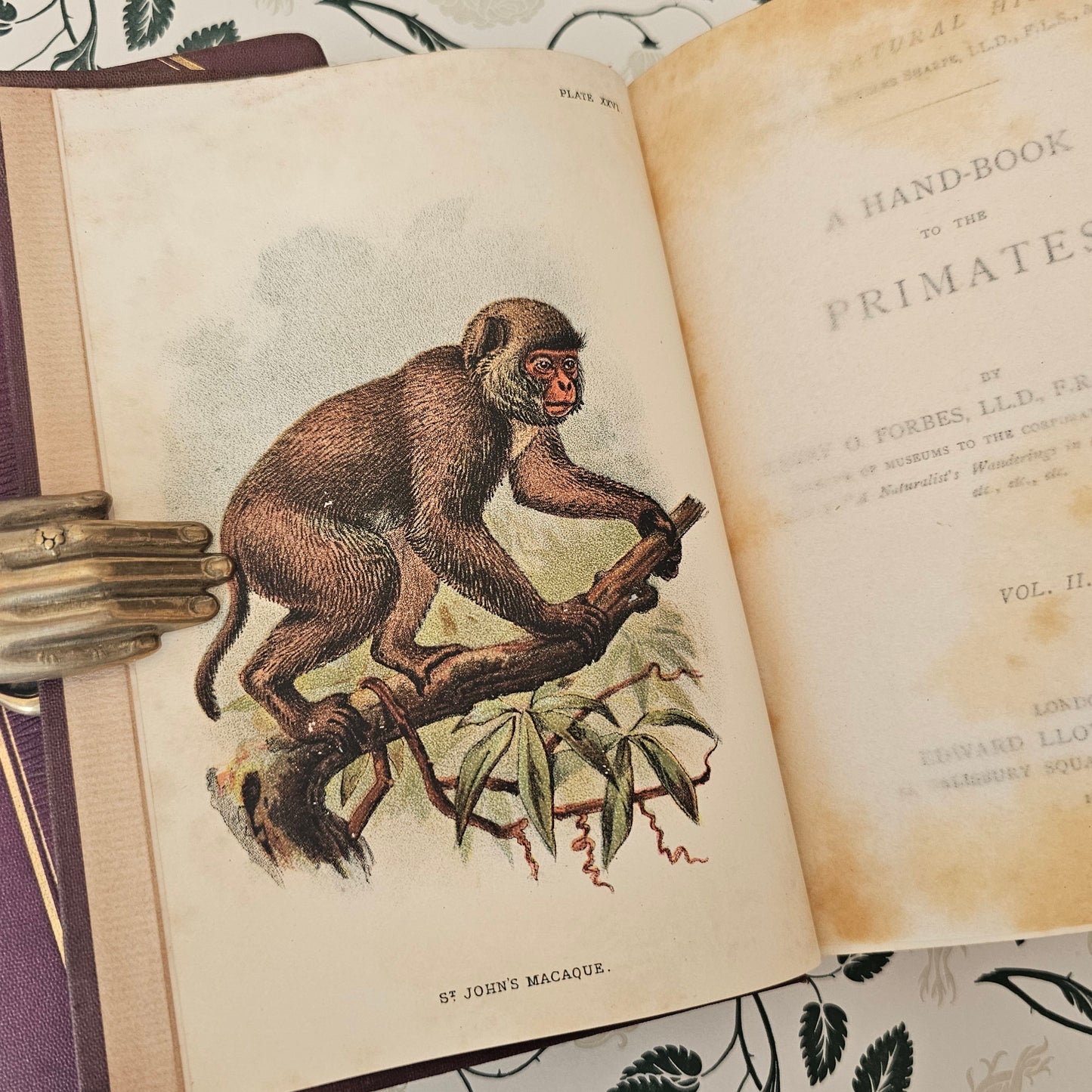 1896 & 1897 A Handbook to the Primates by Henry Forbes / 2 Volumes Complete / 41 Superb Colour Plates, Plus Fold Out Maps / Lloyds, London