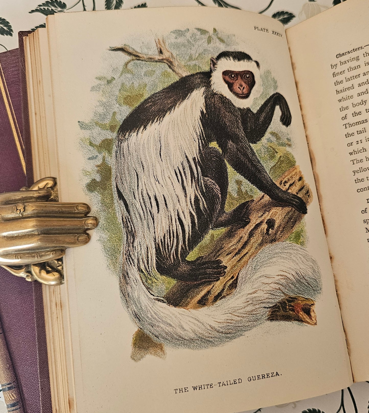 1896 & 1897 A Handbook to the Primates by Henry Forbes / 2 Volumes Complete / 41 Superb Colour Plates, Plus Fold Out Maps / Lloyds, London