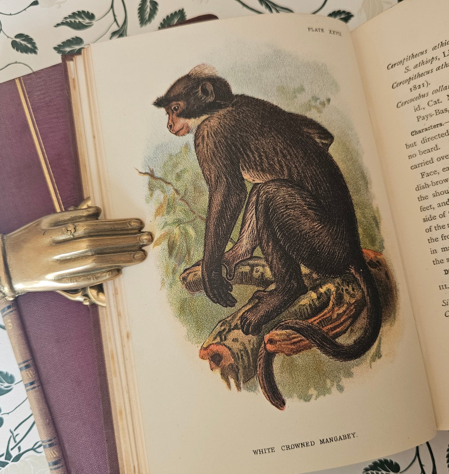 1896 & 1897 A Handbook to the Primates by Henry Forbes / 2 Volumes Complete / 41 Superb Colour Plates, Plus Fold Out Maps / Lloyds, London